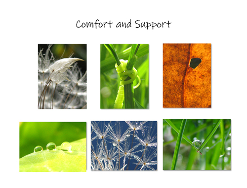 Dew Drops I Greeting Card Collection by The Poetry of Nature